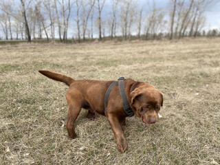 american staffordshire terrier