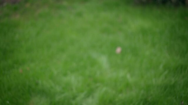 Unrecognizable young man pushing away lawnmower outdoors on summer spring day. African American landscaper gardener working with machine equipment in garden outdoors