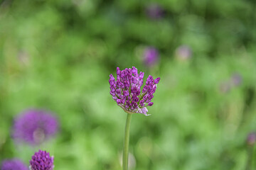 Im Frühling gibt es bunte Blumen im Blumengarten.