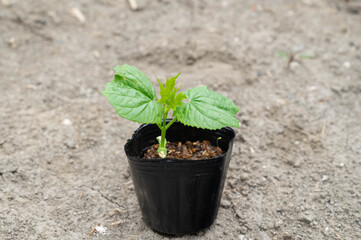 ゴーヤーのポット苗