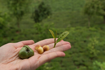 The girl hold the green fresh tea sprouts or leaf and seed in the hand at the beautiful tea field from Rize.