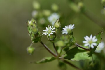 Stellaria aquatica flowers. Caryophyllaceae biennial grass.