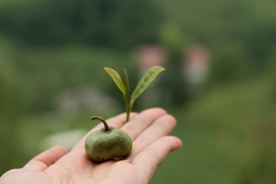 The girl hold the green fresh tea sprouts or leaf in the hand at the beautiful tea field from Rize.