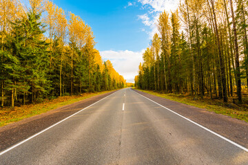 Fototapeta premium Autumn rural road running through a forest. The view from the middle of the road