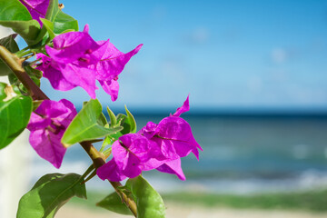 Purple bougainvillaea flowers in front of Mediterranean sea background