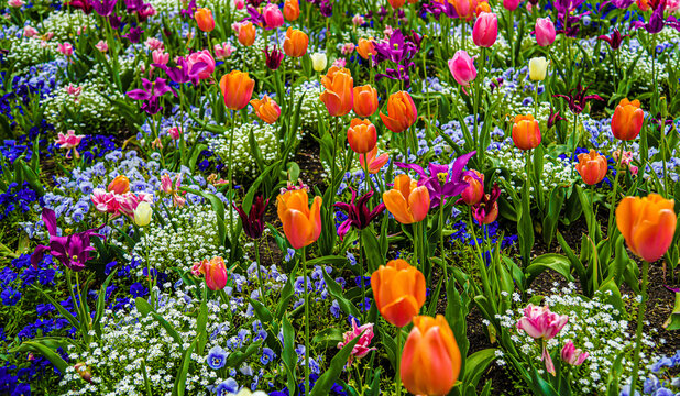 Im Fr&uuml;hling gibt es bunte Blumen im Blumengarten.