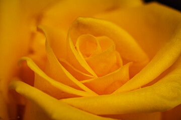 yellow rose close up