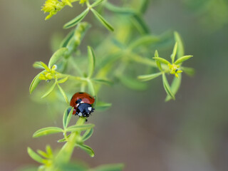 Ladybug in its natural environment