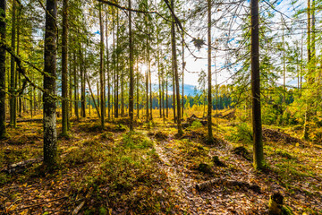 Fototapeta premium Ancient forest illuminated by the rays of the autumn sun