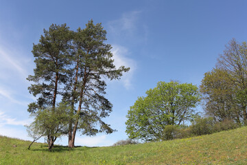 Small cluster of pine trees on a slope