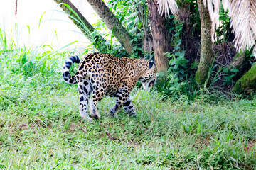 South American jaguar walking through the rainforest