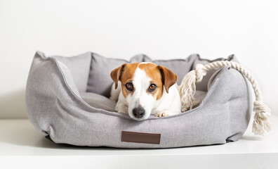 Portrait of a dog jack russell terrier lying in a gray dog bed and looking at camera on a light background. Eco-friendly pet products, pet shop. Love and care for pets, healthy, veterinary medicine.