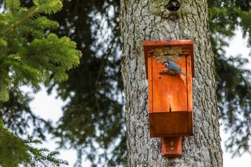 The Eurasian nuthatch or wood nuthatch (Sitta europaea) is a small passerine bird with blue back and orange lower part of body. white head with black mask
