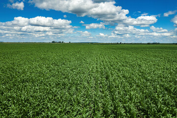 Fototapeta na wymiar Drone photography, high angle view of green unripe corn crop field in summer