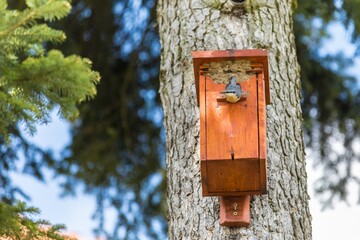 The Eurasian nuthatch or wood nuthatch (Sitta europaea) is a small passerine bird with blue back and orange lower part of body. white head with black mask