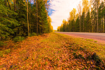 Autumn rural road passing through the forest covered with fallen leaves. The view from the side of the road