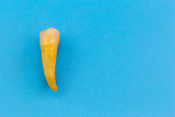 Human tooth, premolar on a blue background.