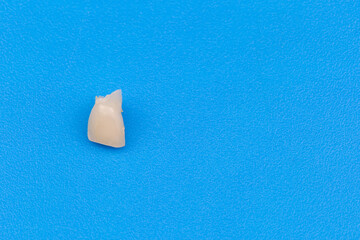 Removed baby tooth on a blue background.