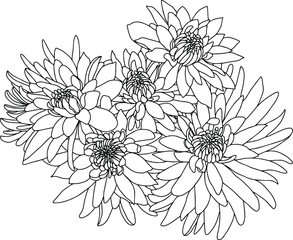 contour isolated bouquet of chrysanthemum vector illustration hand drawing