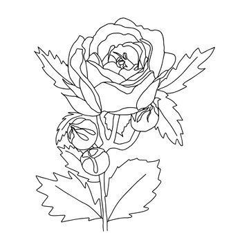 roses open and closed buds with leaves and branches black and white isolated vector hand illustration