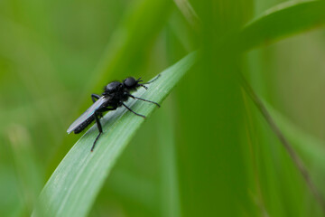 Eurytoma schreineri. Bibionomorpha. mosquito. Mosquito resting on green grass. Male and female mosquitoes feed on nectar and plant juices. insect close-up, macro photo. pest, thickfoot