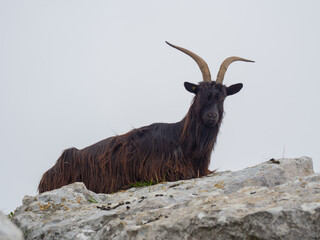Fototapeta premium Male wild goat grazing in the meadows of the Italian Alps. Natural mountain environment. Big horns