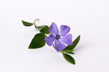 On a white background lies a purple periwinkle flower with five petals and green leaves