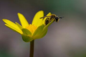 a European or western honey bee sits on a yellow flower, Ficaria verna. bee collects nectar on yellow meadow flowers. Insect in the wild. Close-up, sunny spring day. space for text
