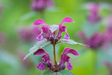 Blooming Lamium maculatum, Roseum, spotted henbit, spotted dead-nettle, purple dragon. floral natural background. close-up. forest flowers. flowering meadow. spring flowers
