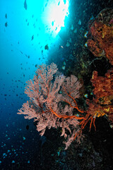 Fototapeta na wymiar A picture of the coral reef