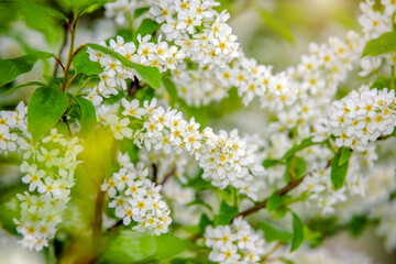 Bird cherry branches in the garden in spring