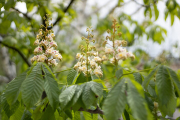 White chestnut flowers on tree leaves background, selective focus

R