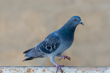 Rock Dove.
The rock dove, rock pigeon, or common pigeon is a member of the bird family Columbidae. In common usage, this bird is often simply referred to as the "pigeon". 