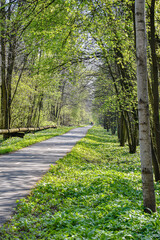 Calm nature cyclist way in forest.