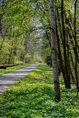 Calm nature cyclist way in forest.