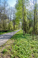 Calm nature cyclist way in forest.