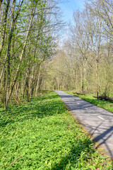 Calm nature cyclist way in forest.