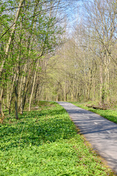 Calm nature cyclist way in forest.