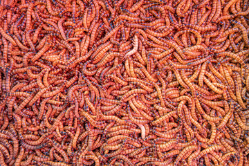 worm texture blackground