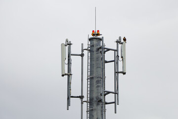 Network Relay Tower With An Eleonora's Falcon (Falco eleonorae), South Africa