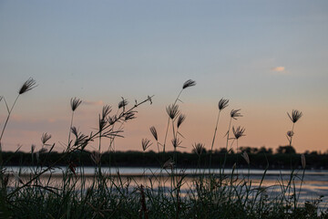 reeds at sunset