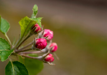 Bud of apple flower close up, macro