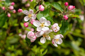 pink flowers of apple in a garden