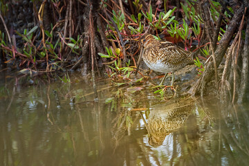 Wilson's Snipe standing at edge of marsh with reflection