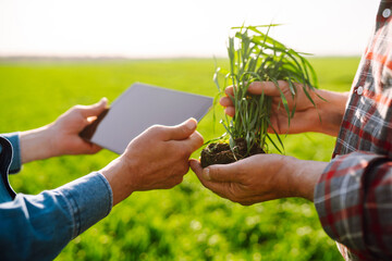 Farmers with a tablet in their hands in a green wheat field on a sunny day. Agro business....