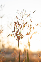 sunset in the forest