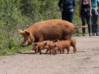 A Tamworth pig sow and her four piglets cross a footpath in front of some walkers