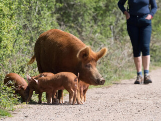 A Tamworth pig sow and her four piglets have emerged from shrubbery and cross a footpath in front...