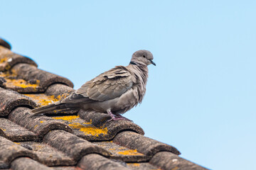 Eurasian collared dove, Collared dove, Streptopelia decaocto