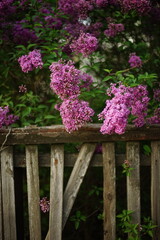 Fototapeta na wymiar Lilac bush behind an old broken picket fence